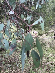 Eucalyptus melliodora