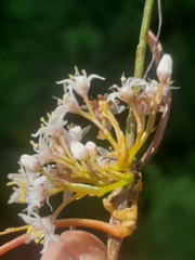 Cuscuta africana