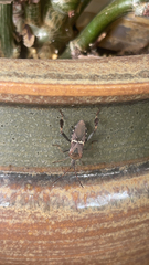 Leptoglossus clypealis