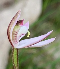 Caladenia pusilla