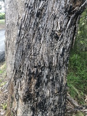 Eucalyptus melliodora