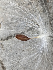 Asclepiadoideae