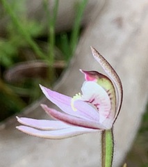 Caladenia pusilla