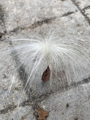 Asclepiadoideae