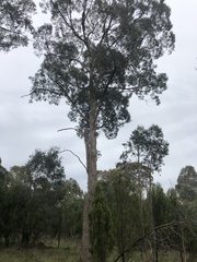 Eucalyptus melliodora