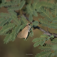Borbo cinnara
