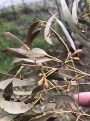 Eucalyptus melliodora