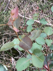 Eucalyptus cladocalyx