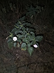 Datura discolor