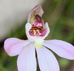 Caladenia pusilla