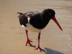 Haematopus longirostris