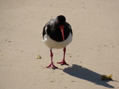 Haematopus longirostris