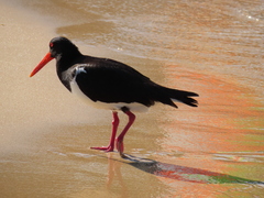 Haematopus longirostris