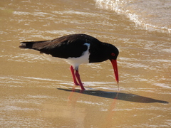 Haematopus longirostris
