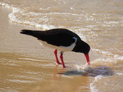 Haematopus longirostris