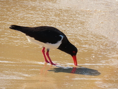 Haematopus longirostris