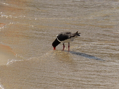 Haematopus longirostris