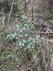 Eucalyptus cladocalyx