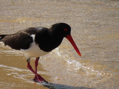 Haematopus longirostris