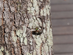 Cryptoblepharus pulcher