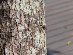Cryptoblepharus pulcher