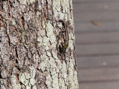 Cryptoblepharus pulcher