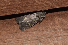 Lacinipolia
