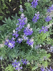 Lupinus