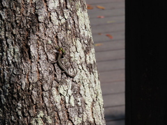Oestroidea