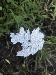 Achillea millefolium