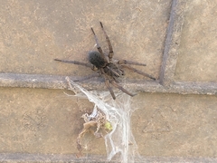 Lycosinae