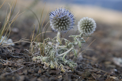 Echinops humilis