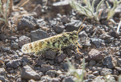 Angaracris barabensis