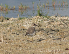 Charadrius leschenaultii