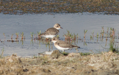 Charadrius leschenaultii