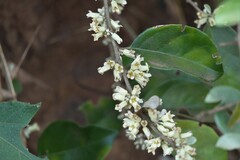 Elaeagnus latifolia