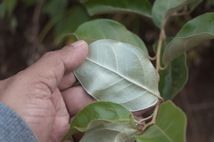 Elaeagnus latifolia