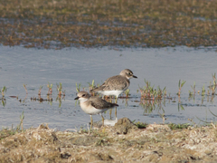 Charadrius leschenaultii