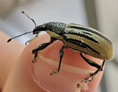 Diaprepes abbreviatus