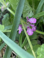 Stachys mexicana