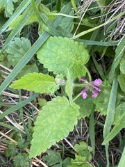 Stachys mexicana