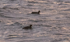 Fulica ardesiaca