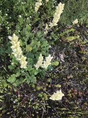 Heuchera cylindrica