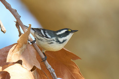 Setophaga nigrescens