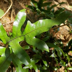 Microsorum pustulatum pustulatum