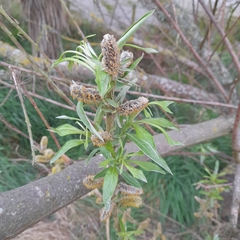 Salix eleagnos