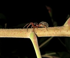 Trachelidae