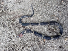 Naja sumatrana