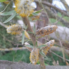 Salix eleagnos