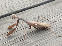 Sphodromantis viridis